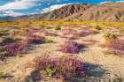 USA, California, Anza Borrego Desert State Park. Blooming verbena and goldfields flowers. Art Print